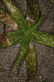 Aloe fosteri RCP6-09 193.jpg